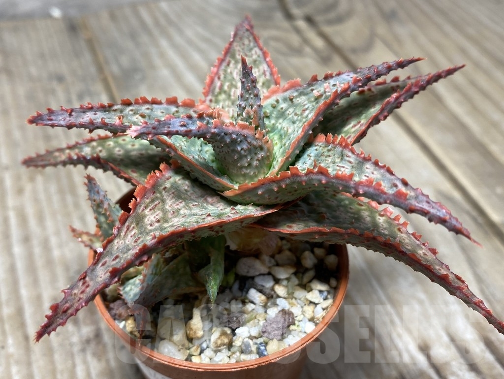 SHPR14113 Aloe hybrid