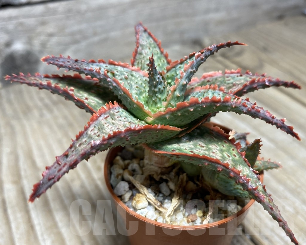 SHPR14113 Aloe hybrid - immagine 3