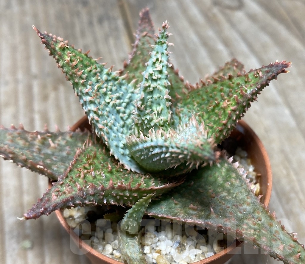 SHPR14115 Aloe hybrid - immagine 3