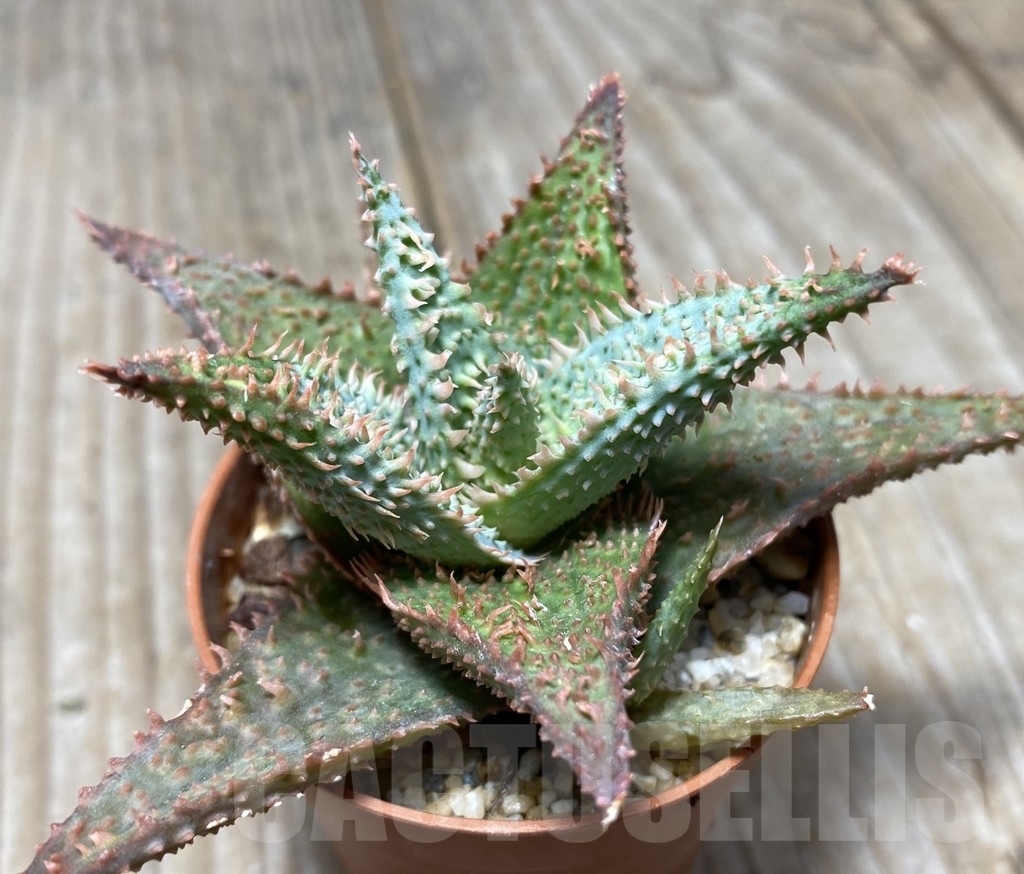 SHPR14115 Aloe hybrid - immagine 2