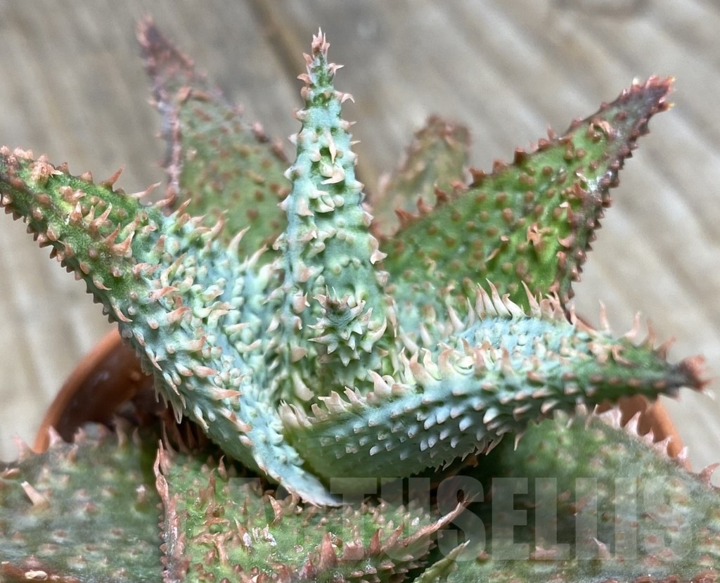 SHPR14115 Aloe hybrid
