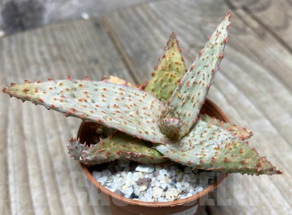 SHPR14116 Aloe hybrid - immagine 3