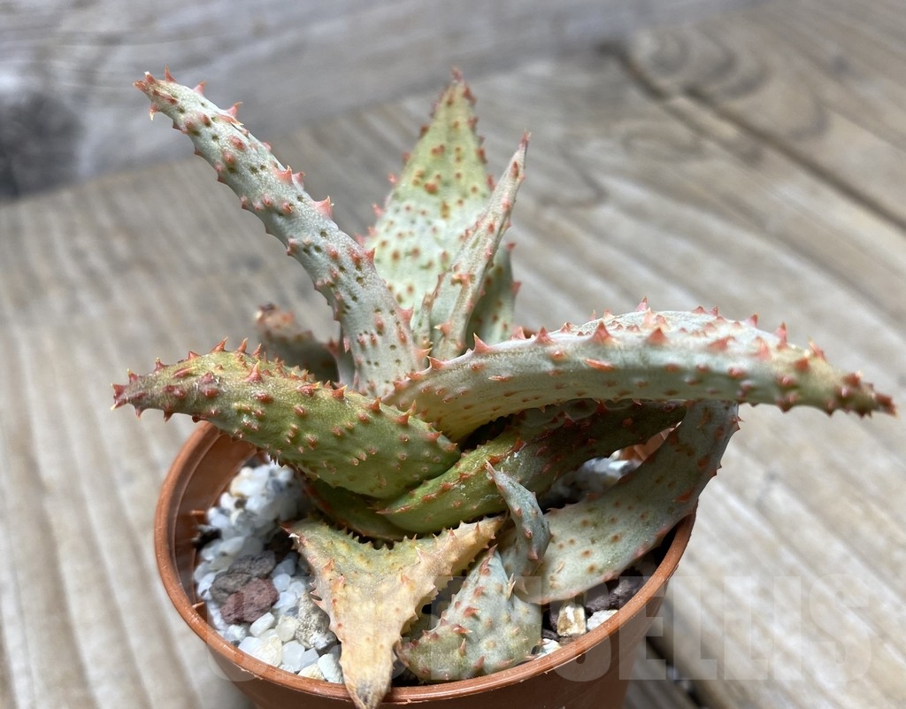 SHPR14116 Aloe hybrid - immagine 2