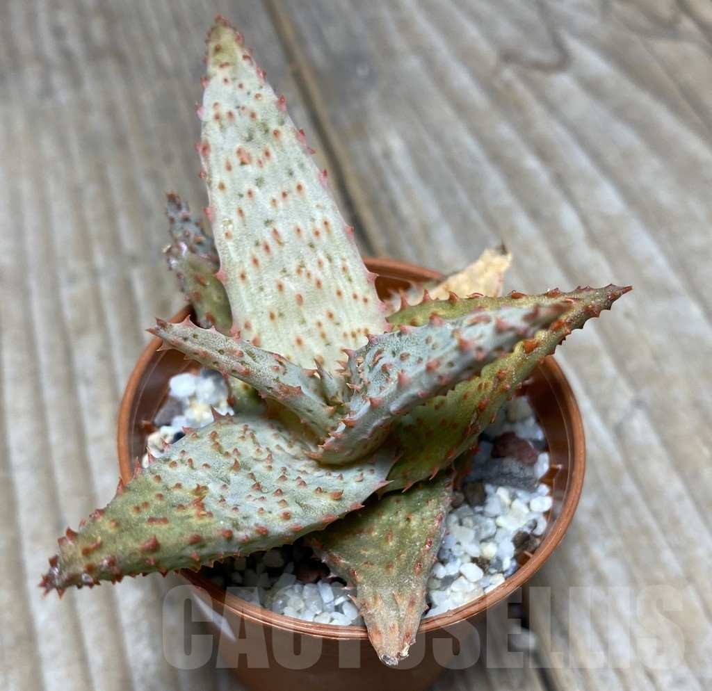 SHPR14116 Aloe hybrid