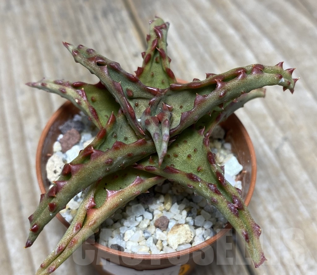 SHPR14117 Aloe castilloniae - immagine 2