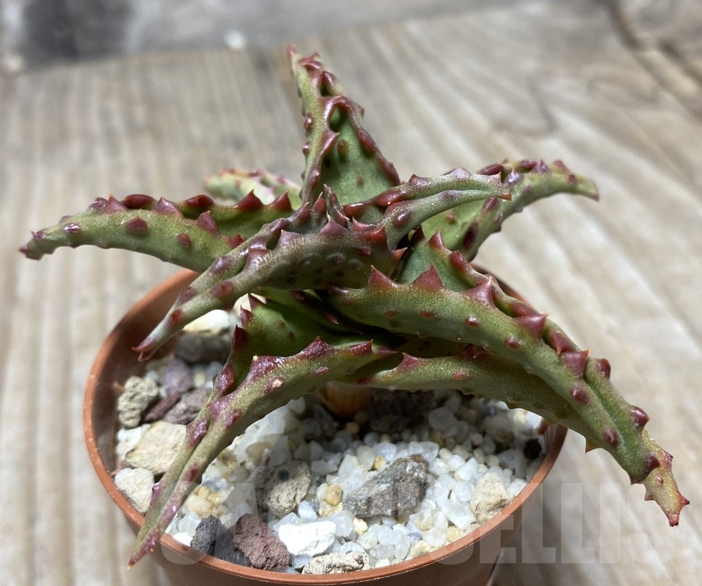 SHPR14117 Aloe castilloniae