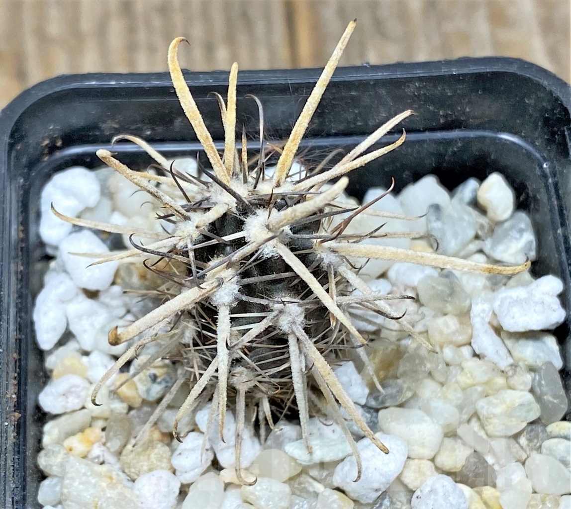 SHPR14122 Austrocactus patagonicus - immagine 2