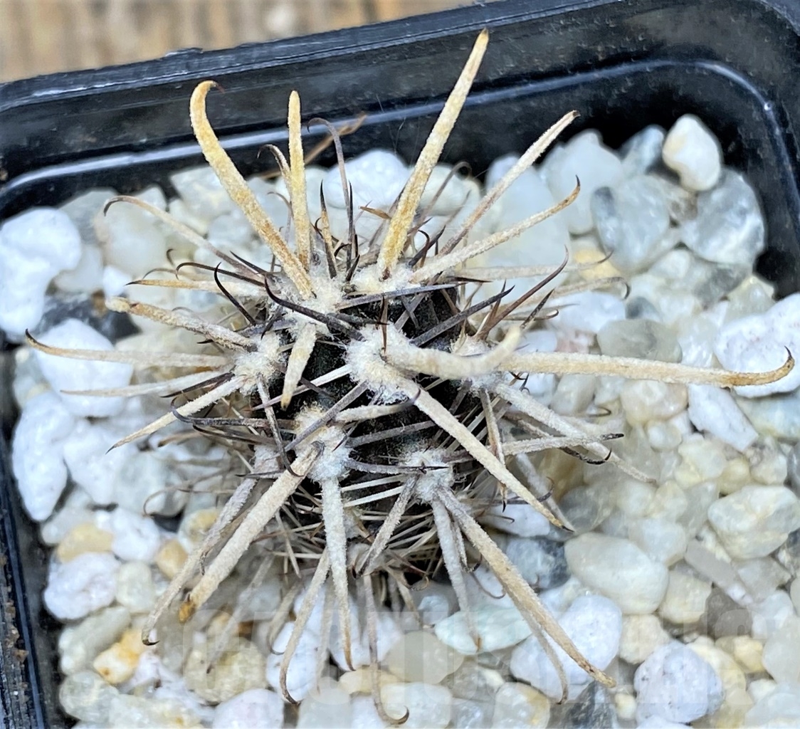 SHPR14122 Austrocactus patagonicus