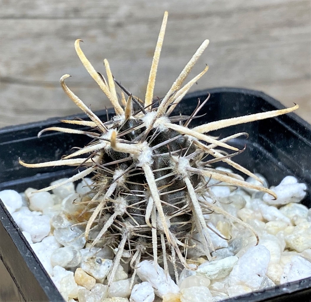 SHPR14122 Austrocactus patagonicus - immagine 3