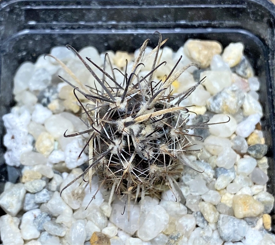 SHPR14123 Austrocactus patagonicus - Image 2