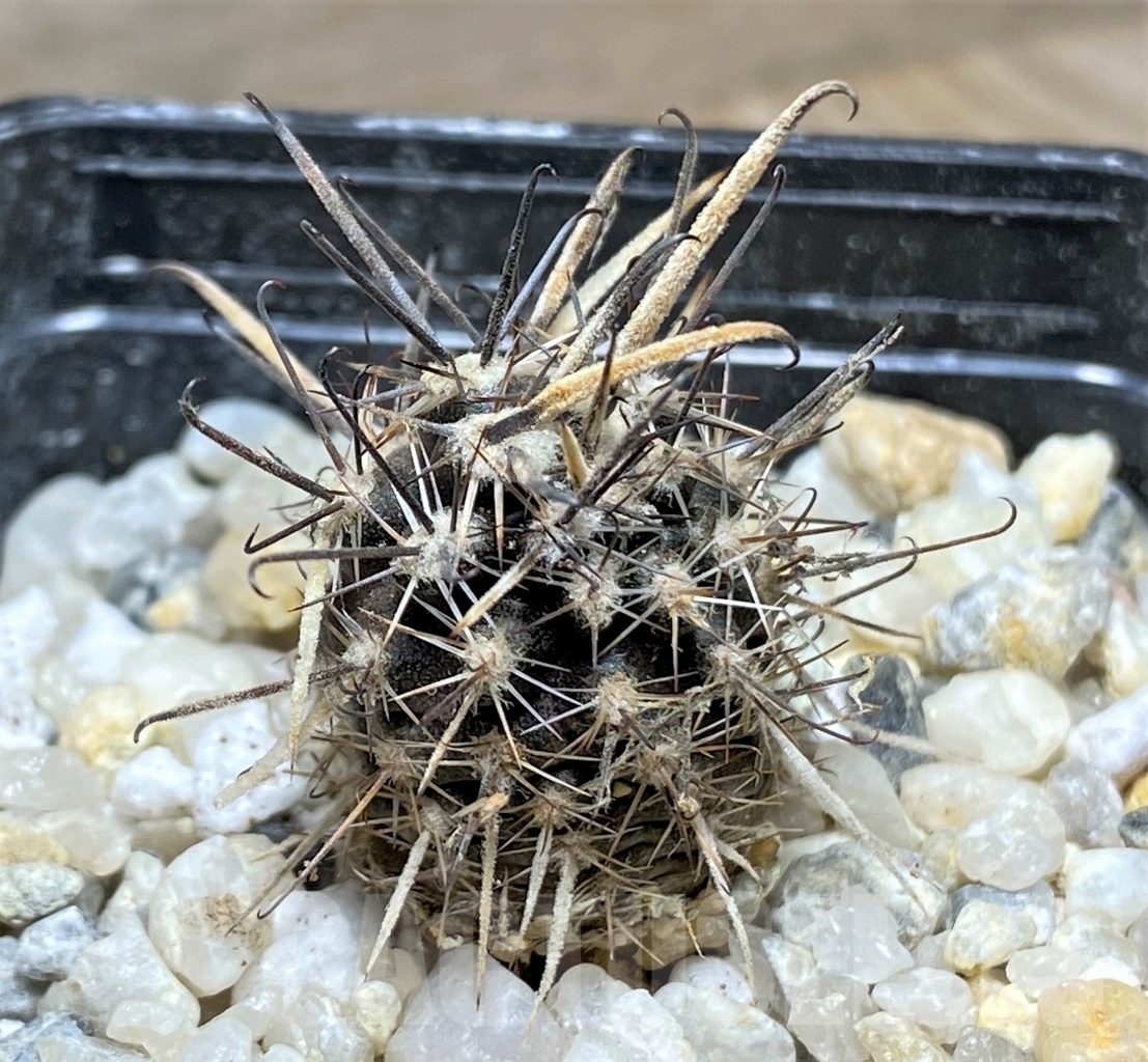SHPR14123 Austrocactus patagonicus