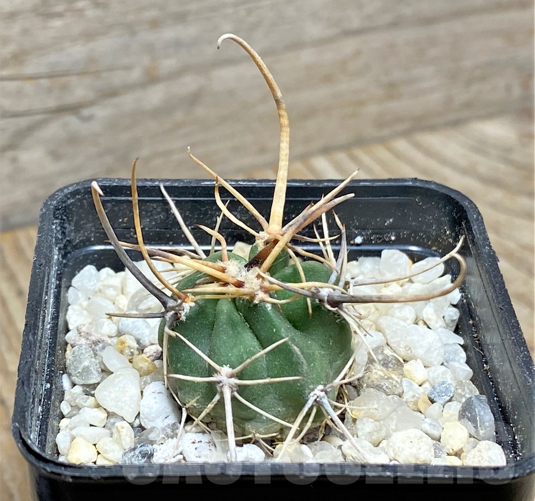 SHPR14124 Lobivia ferox var. longispina