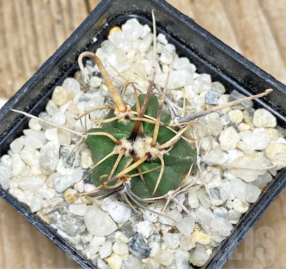 SHPR14124 Lobivia ferox var. longispina - immagine 2