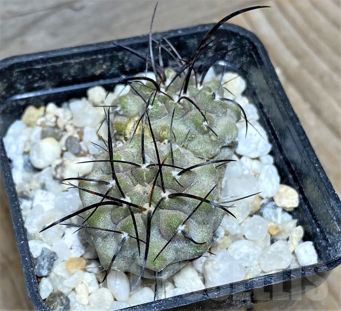 SHPR14126 Copiapoa carrizalensis JMT119 - Image 2