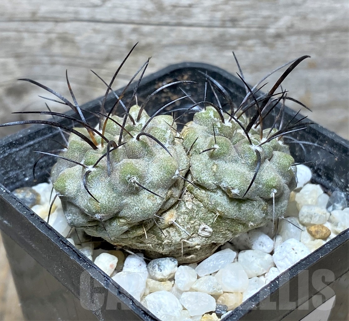 SHPR14126 Copiapoa carrizalensis JMT119