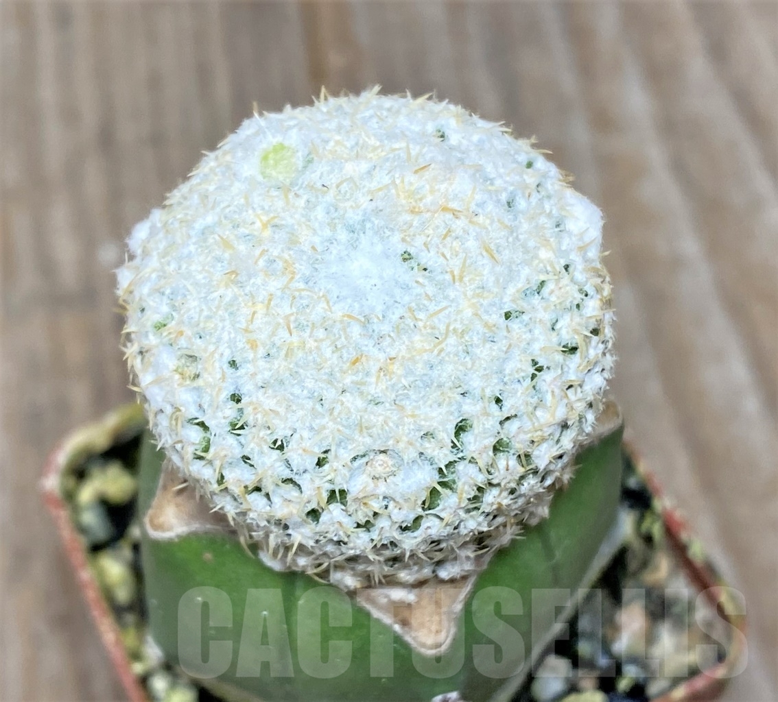 SHPR14129 Thelocephala challensis, clon1 grafted - immagine 2