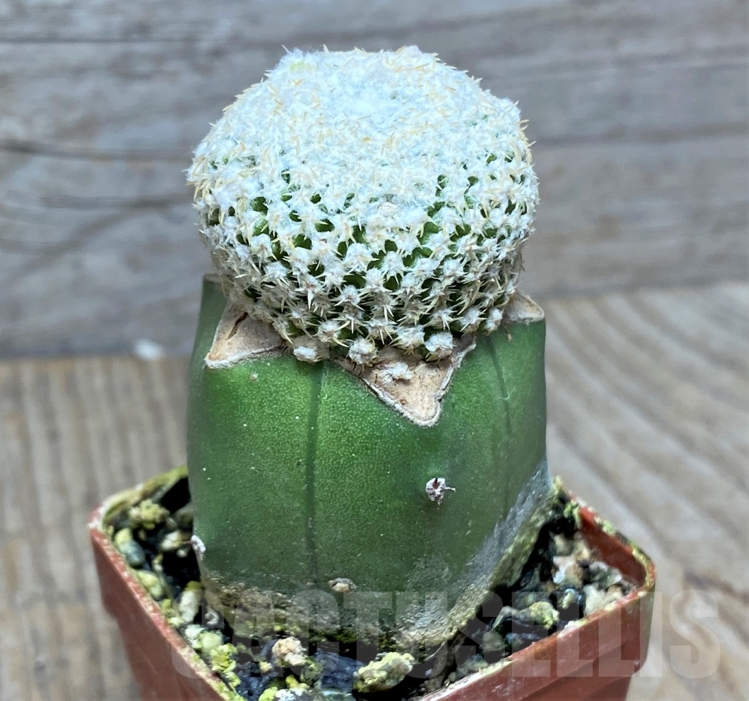 SHPR14129 Thelocephala challensis, clon1 grafted - immagine 3