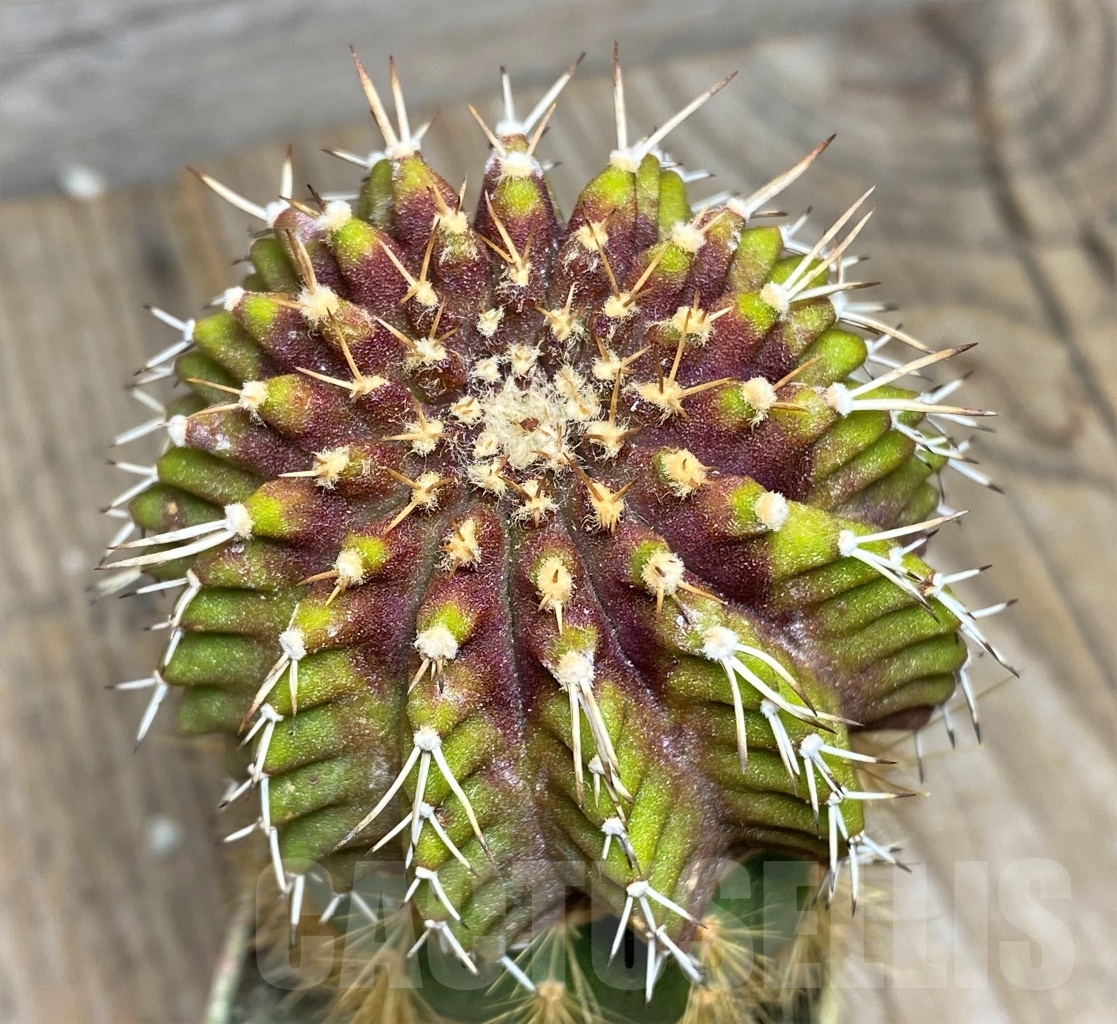 SHPR14131 Uebelmannia buiningii, grafted