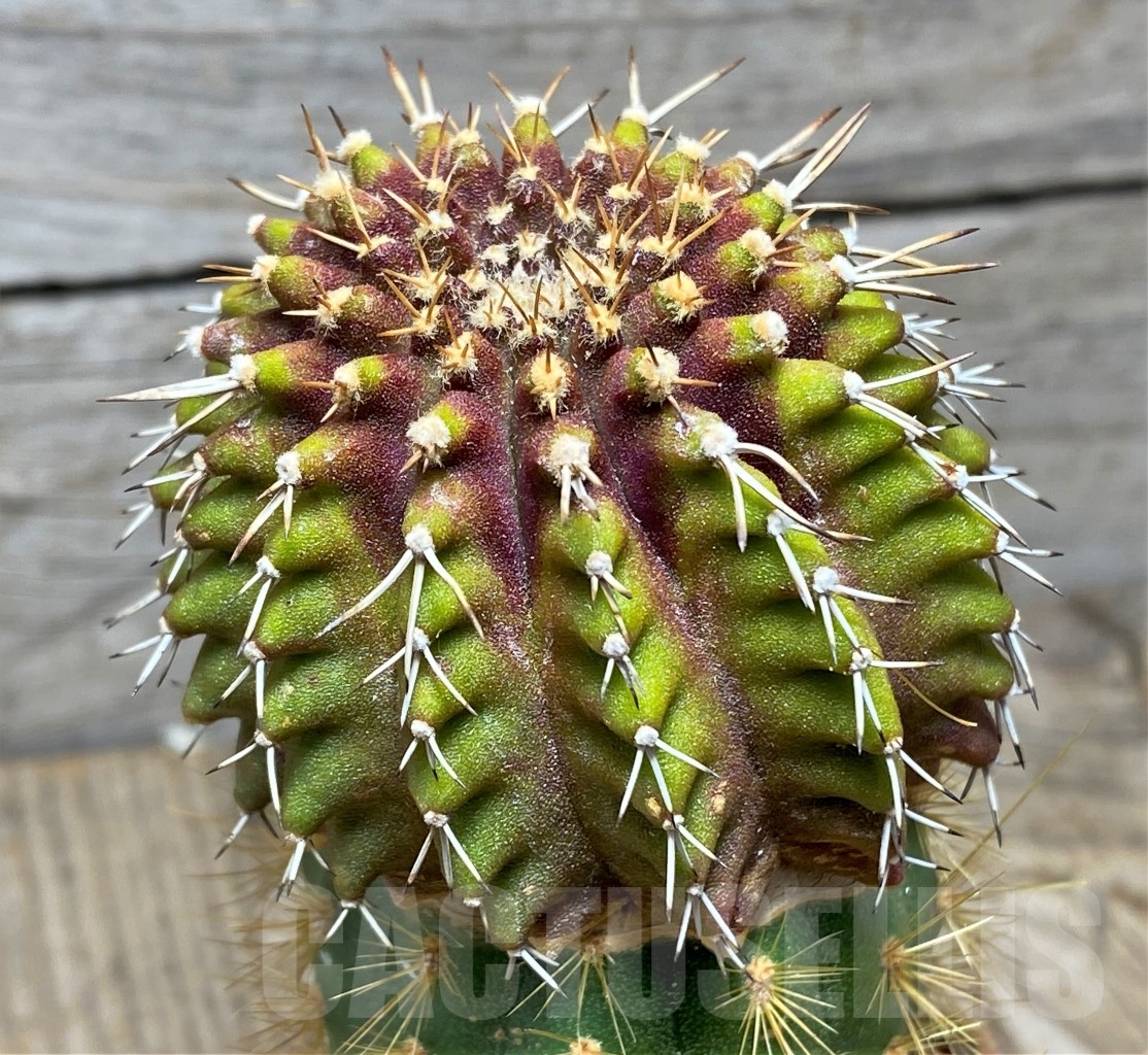 SHPR14131 Uebelmannia buiningii, grafted - Зображення 2