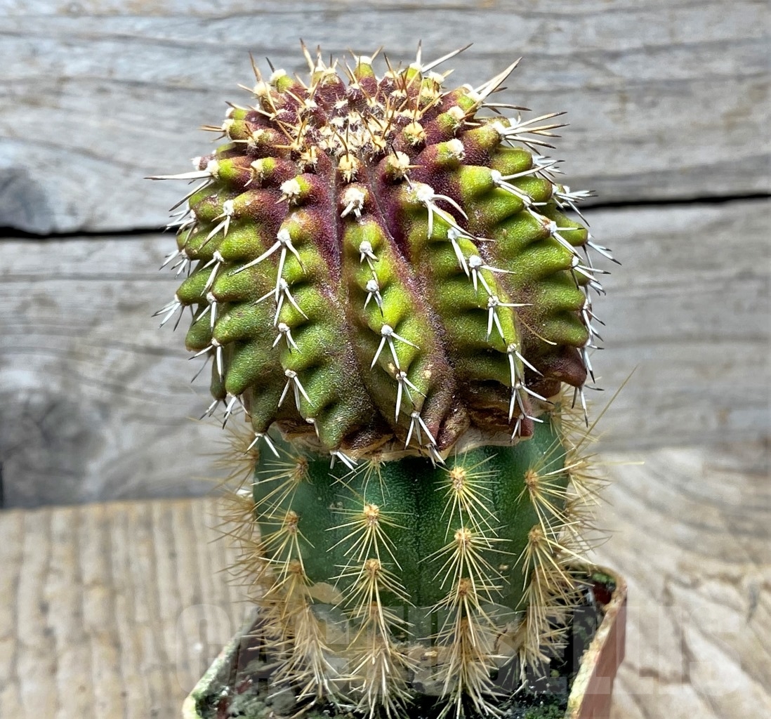 SHPR14131 Uebelmannia buiningii, grafted - Зображення 3