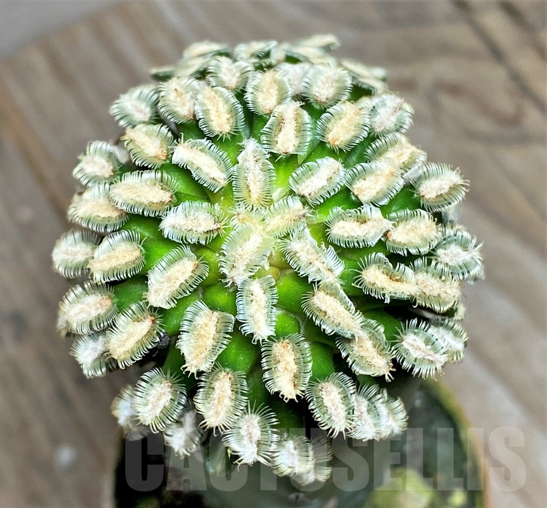 SHPR14133 Mammillaria bertholdii, grafted