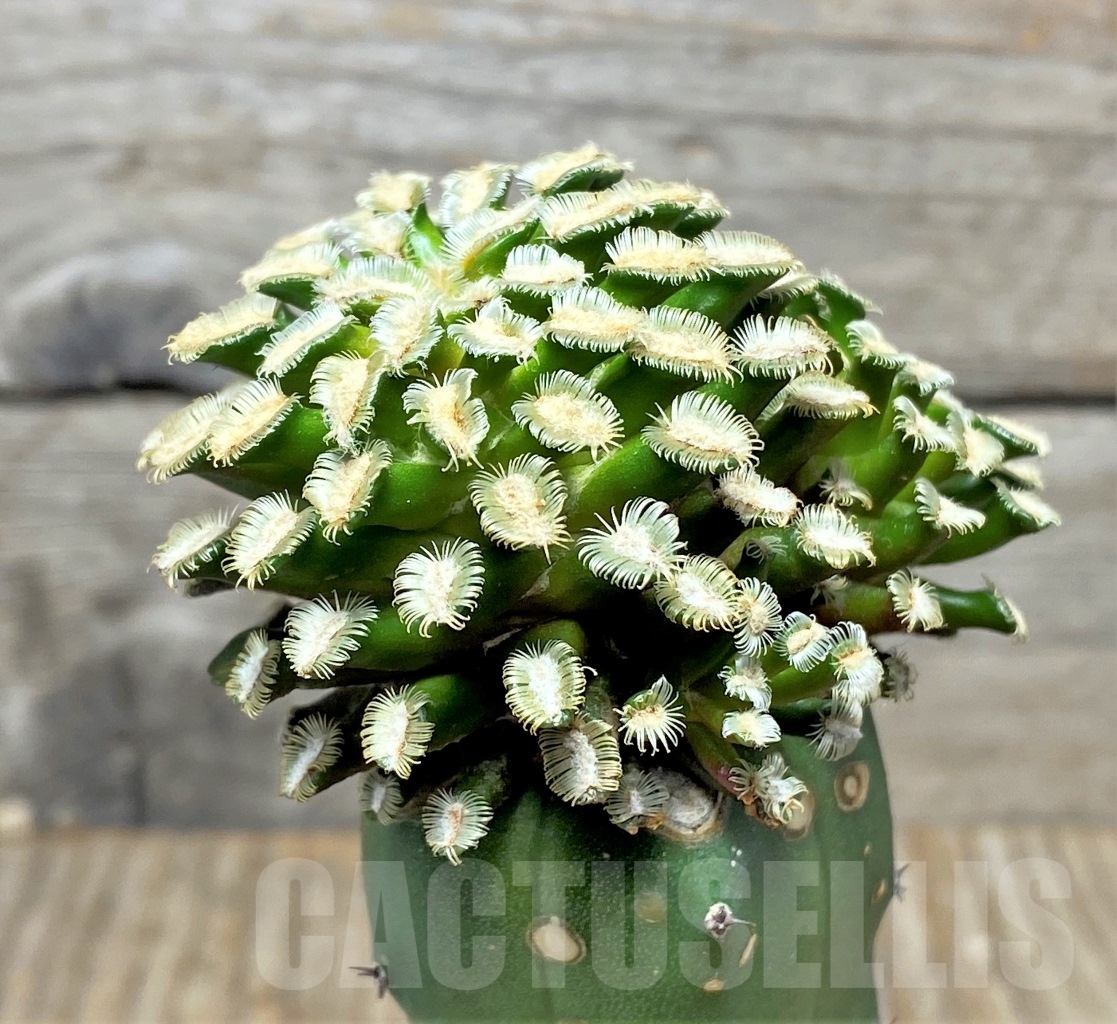 SHPR14133 Mammillaria bertholdii, grafted - Image 2