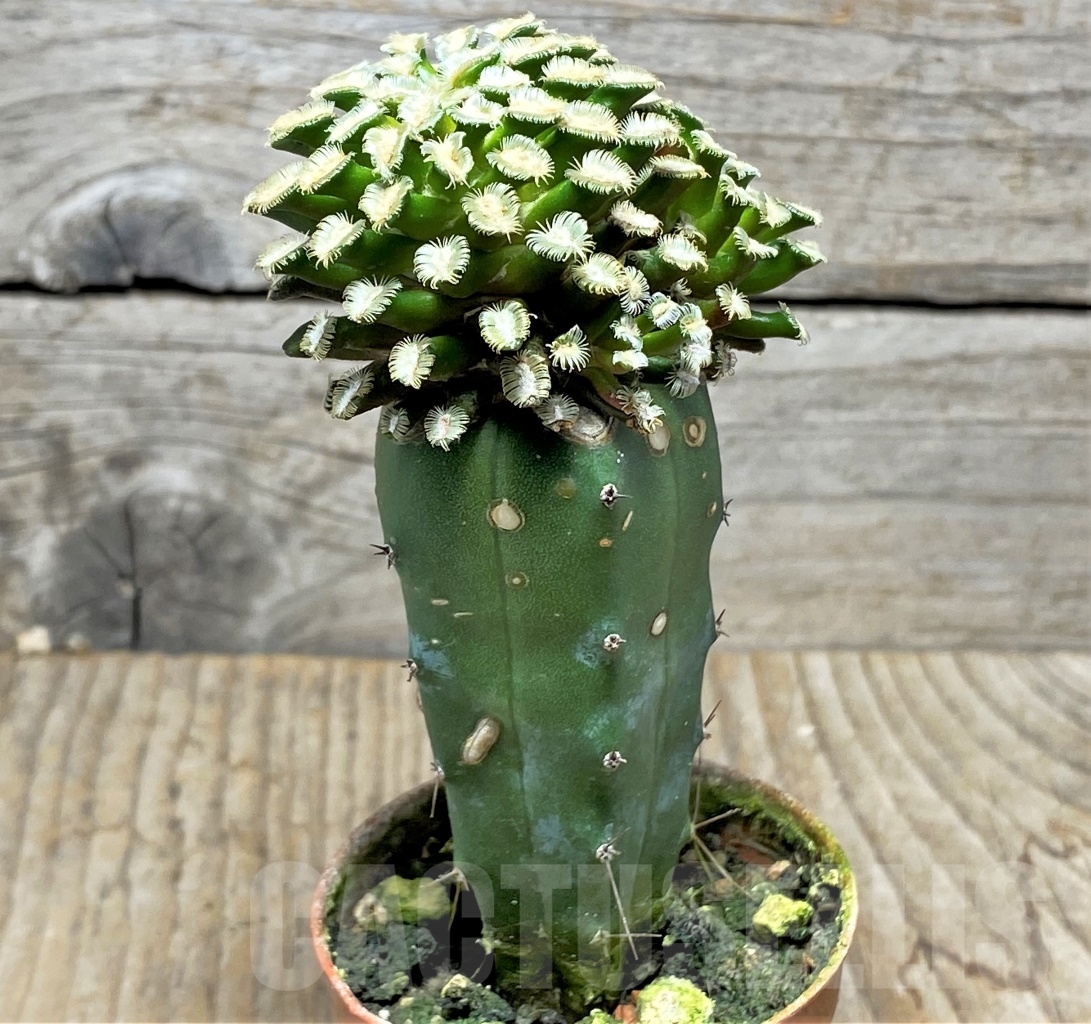 SHPR14133 Mammillaria bertholdii, grafted - Image 3