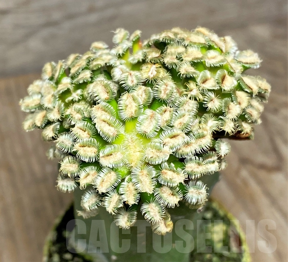 SHPR14134 Mammillaria bertholdii, grafted