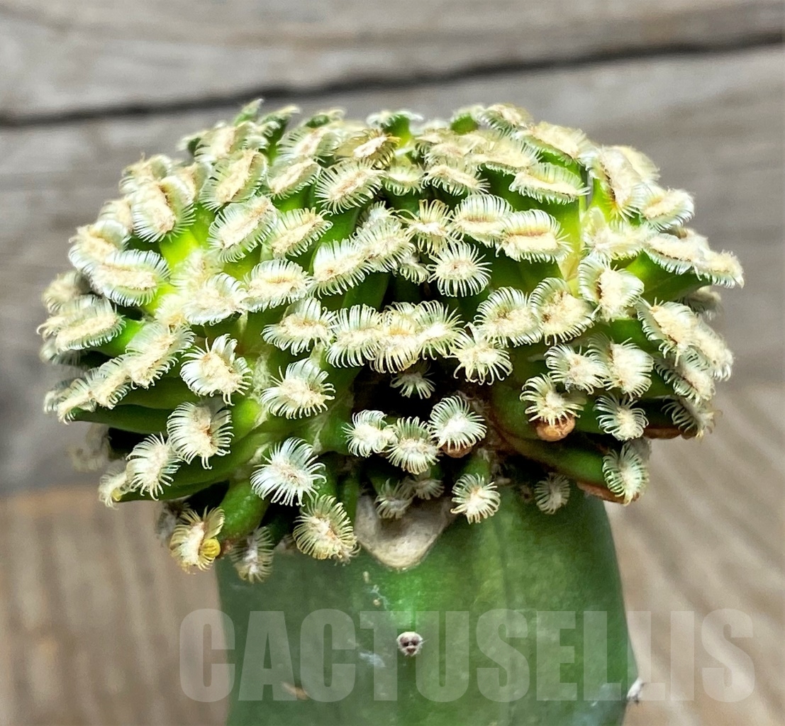 SHPR14134 Mammillaria bertholdii, grafted - Imagen 2