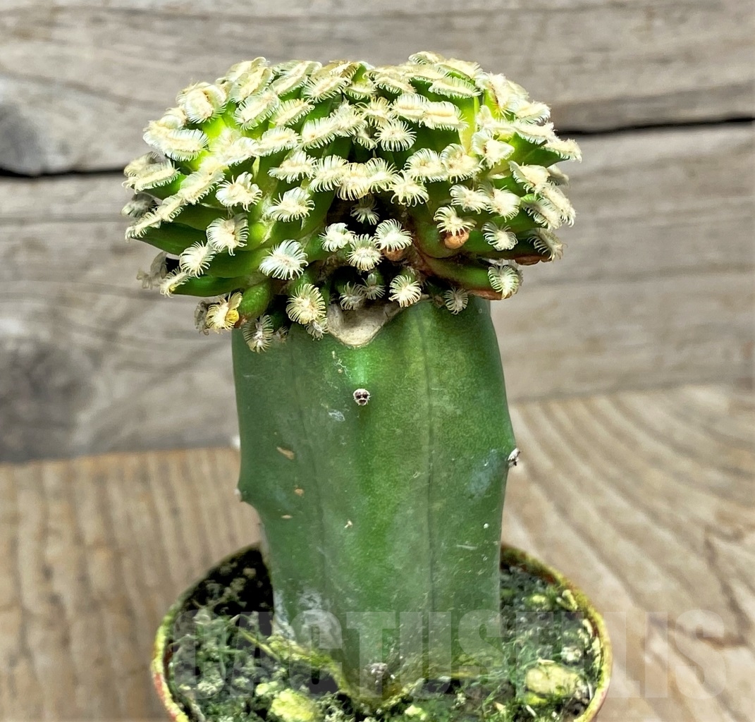 SHPR14134 Mammillaria bertholdii, grafted - Imagen 3