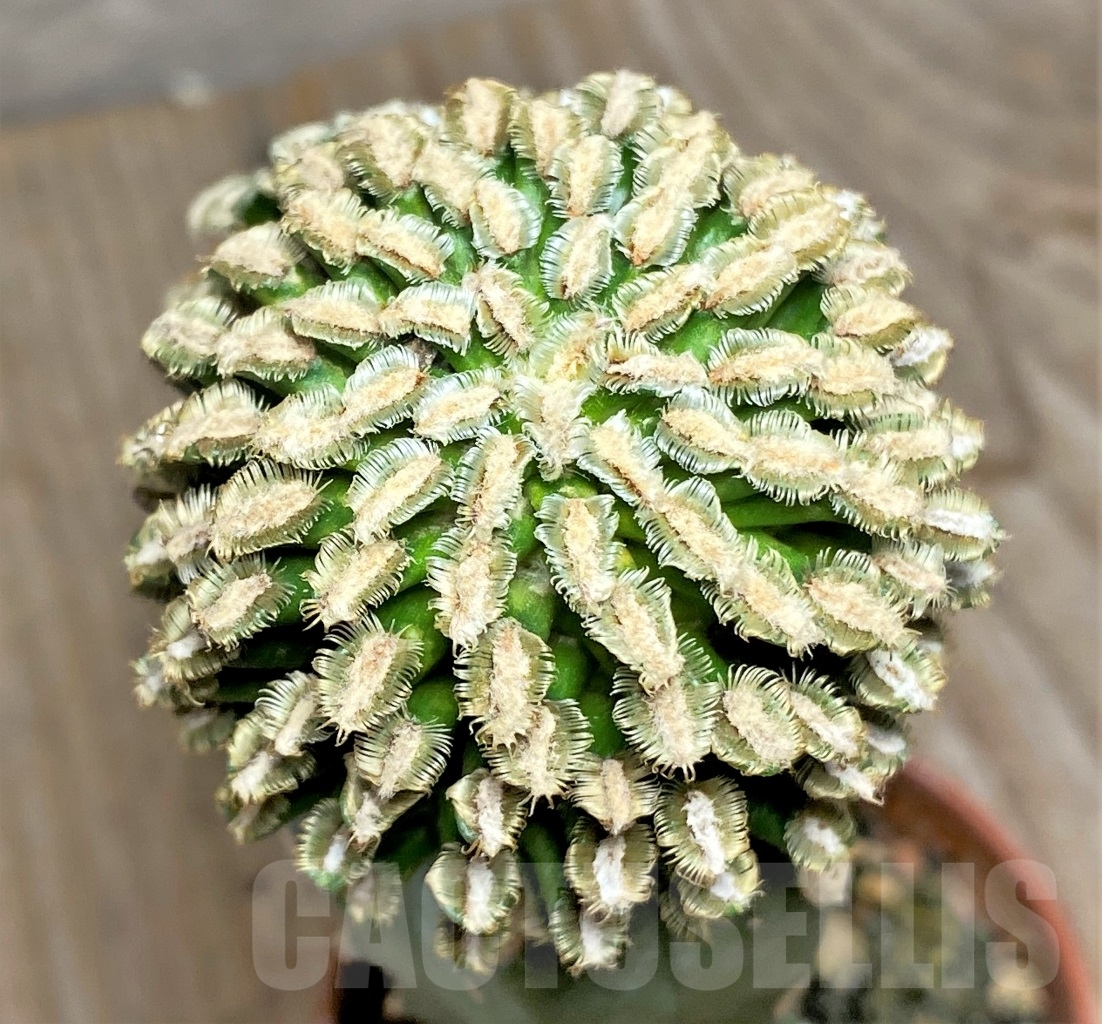 SHPR14135 Mammillaria bertholdii, grafted - Image 2