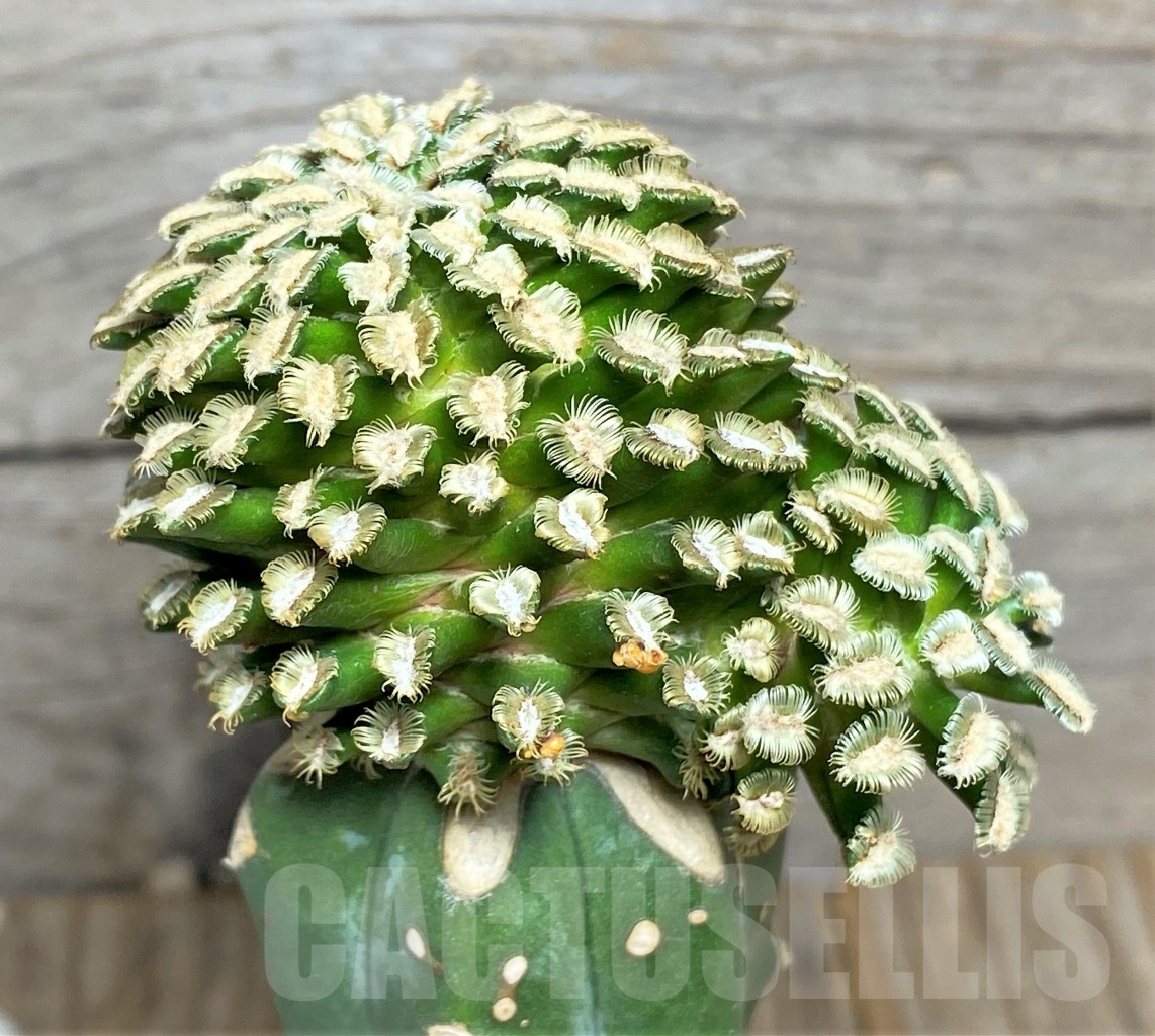 SHPR14135 Mammillaria bertholdii, grafted