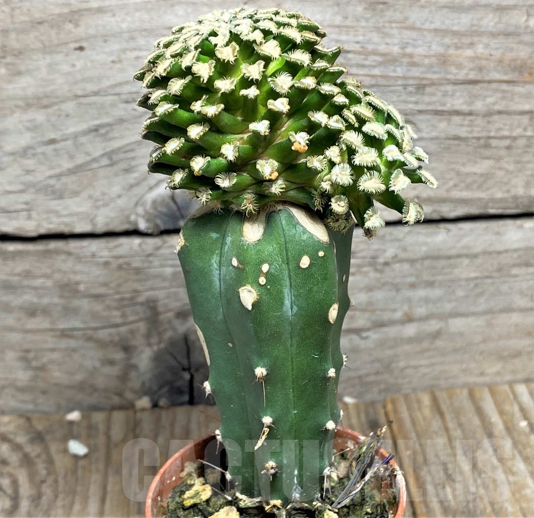 SHPR14135 Mammillaria bertholdii, grafted - Image 3