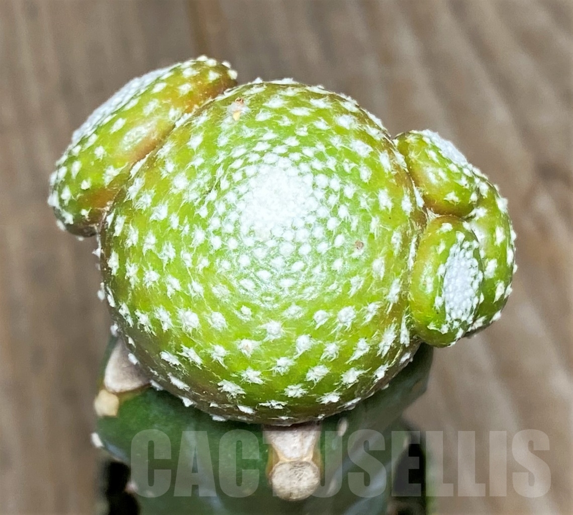 SHPR14140 Blossfeldia liliputana, grafted