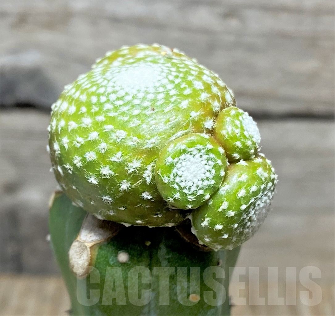 SHPR14140 Blossfeldia liliputana, grafted - Image 2