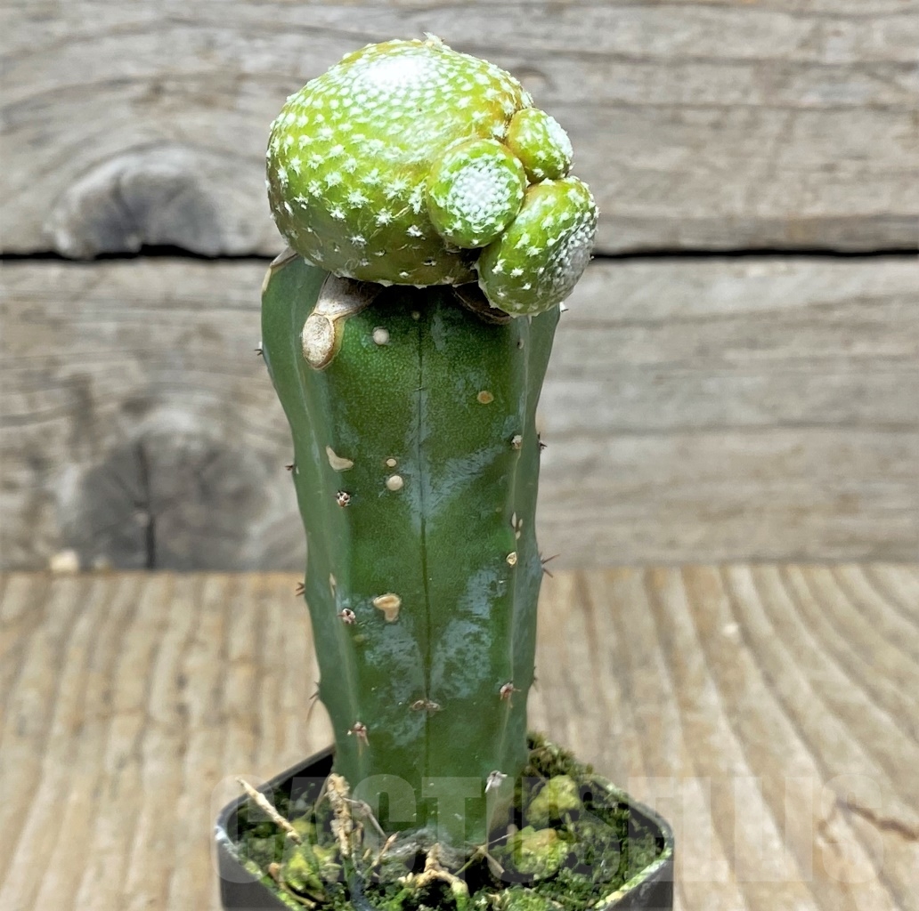 SHPR14140 Blossfeldia liliputana, grafted - Image 3