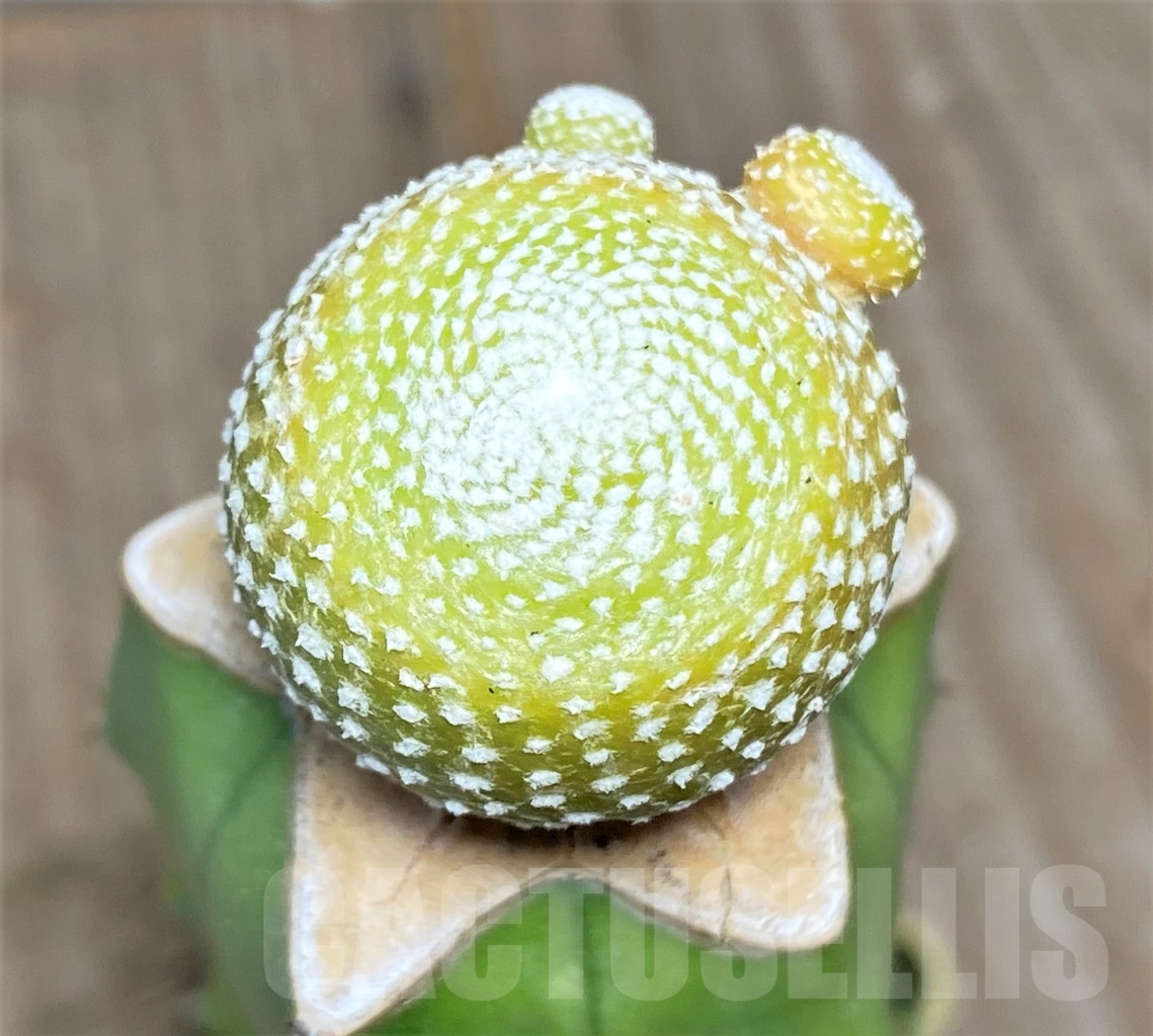 SHPR14141 Blossfeldia liliputana, grafted - Image 2