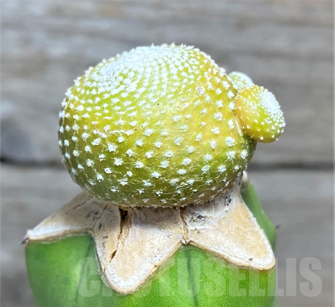 SHPR14141 Blossfeldia liliputana, grafted