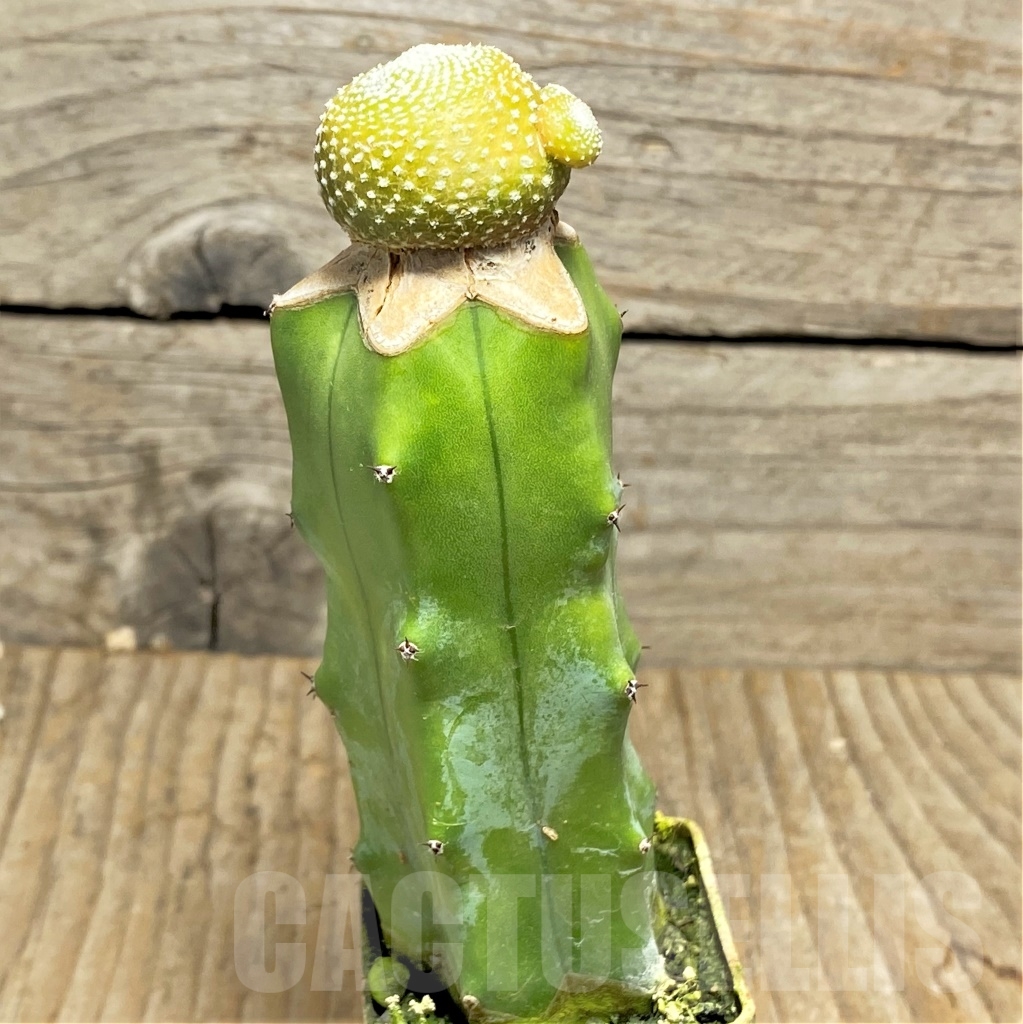 SHPR14141 Blossfeldia liliputana, grafted - Image 3