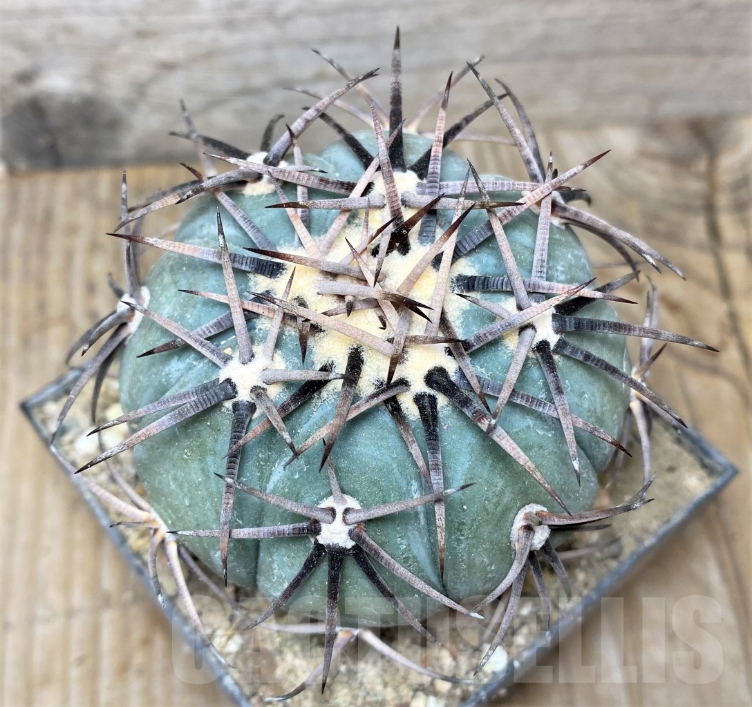 SHPR14146 Echinocactus horizonthalonius JPH 383a, grafted - Imagen 2