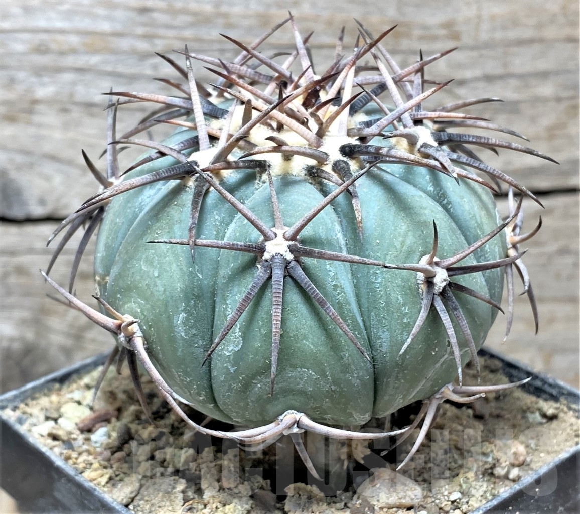 SHPR14146 Echinocactus horizonthalonius JPH 383a, grafted