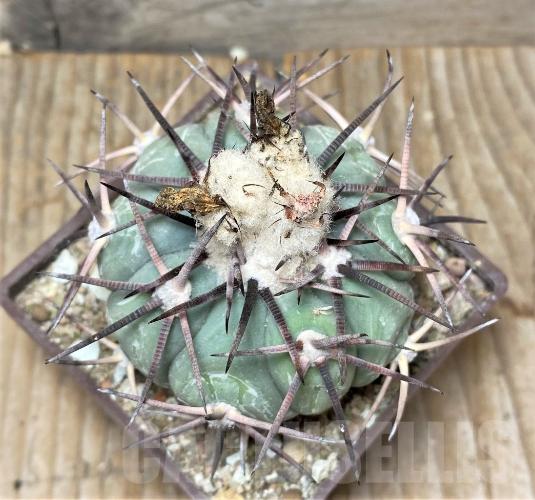 SHPR14147 Echinocactus horizonthalonius JPH 405, grafted - Imagen 2