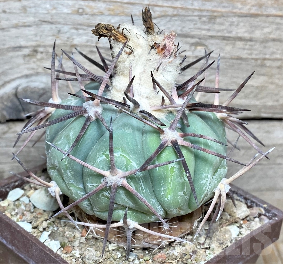 SHPR14147 Echinocactus horizonthalonius JPH 405, grafted