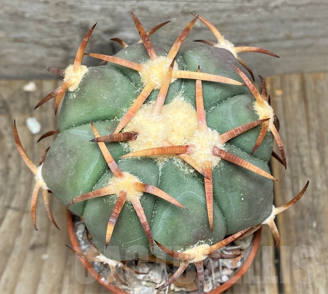 SHPR14150 Echinocactus horizonthalonius, grafted