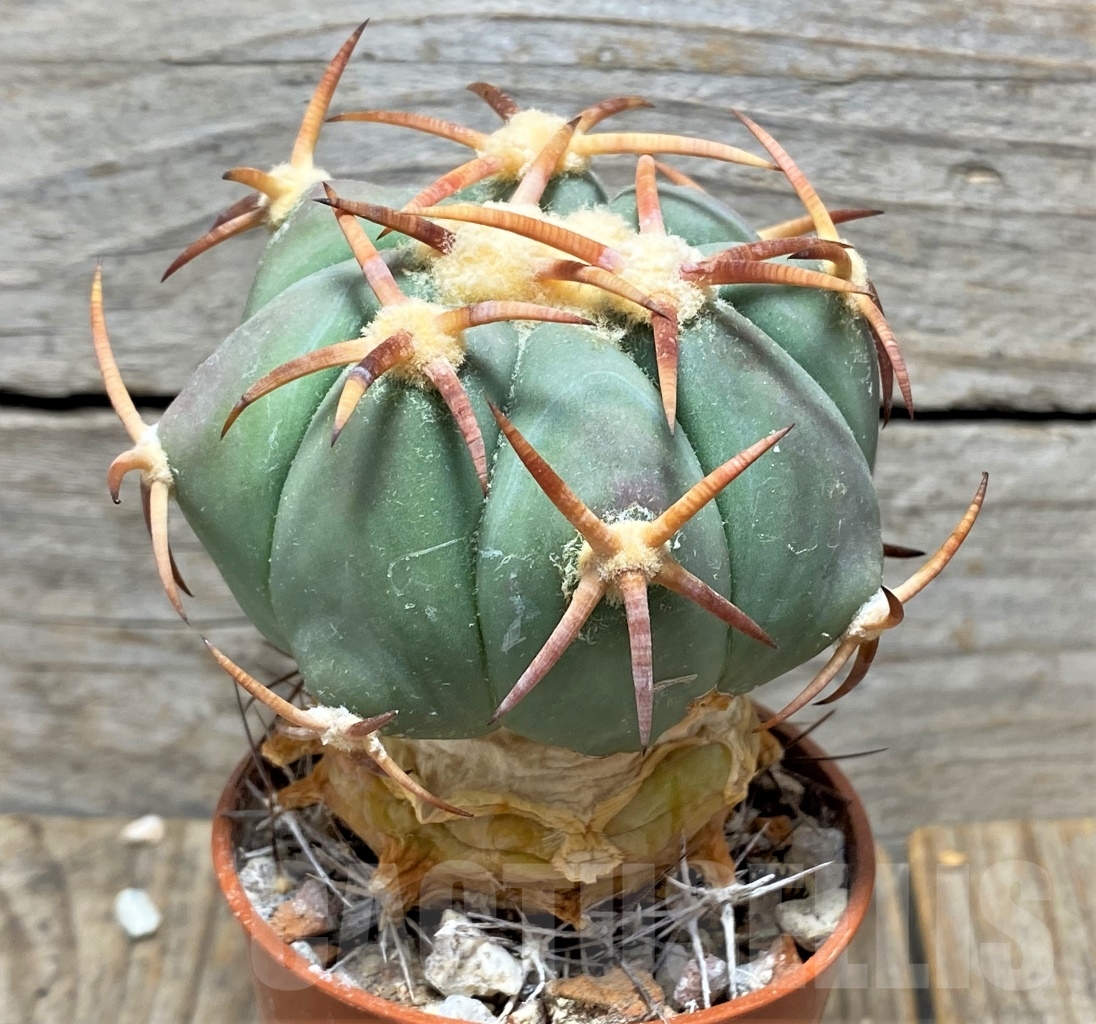 SHPR14150 Echinocactus horizonthalonius, grafted - Image 2