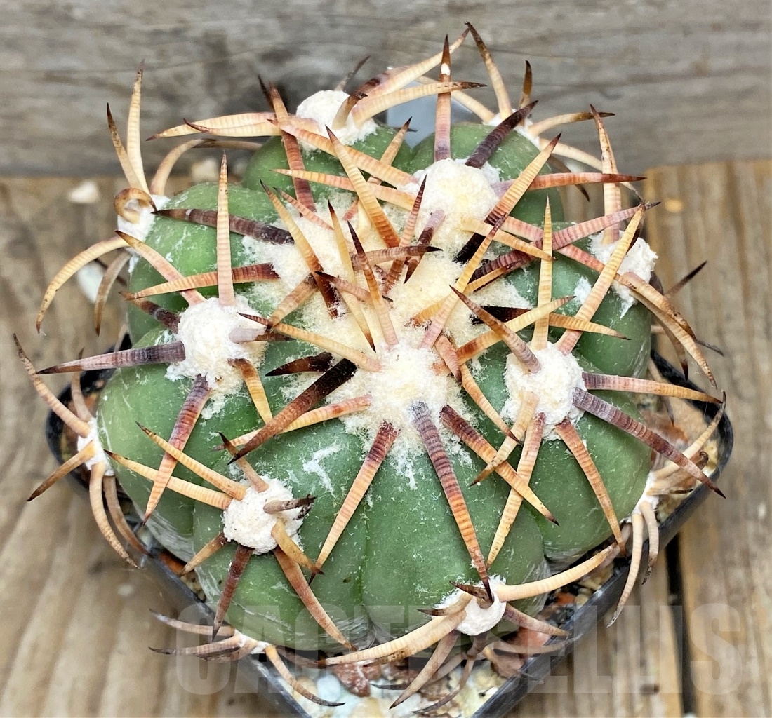 SHPR14151 Echinocactus horizonthalonius, grafted