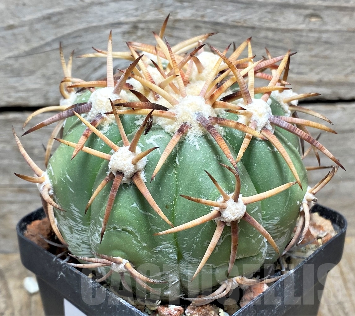 SHPR14151 Echinocactus horizonthalonius, grafted - Image 2