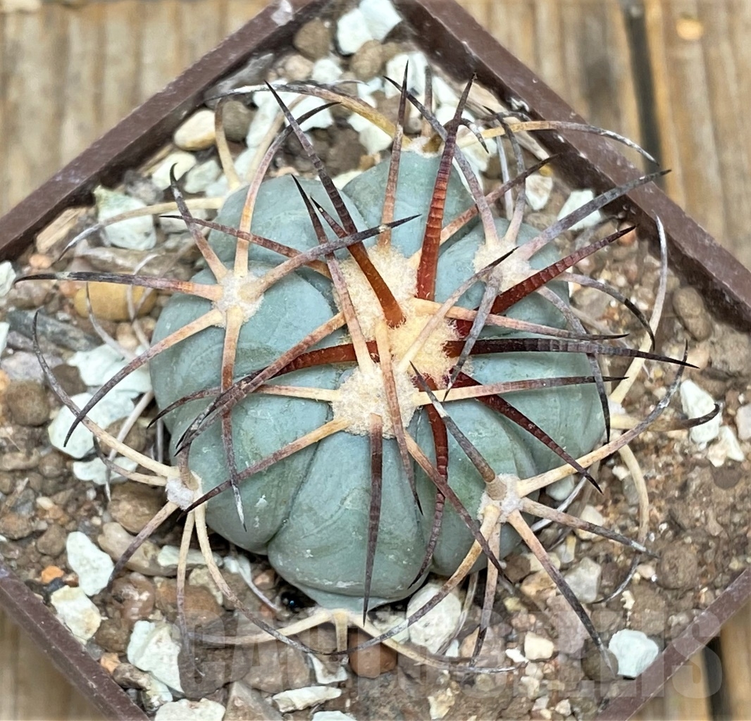 SHPR14152 Echinocactus horizonthalonius JPH 331, own roots
