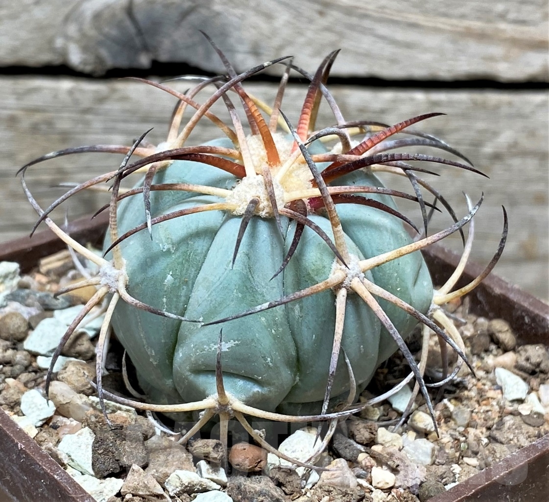 SHPR14152 Echinocactus horizonthalonius JPH 331, own roots - Image 2