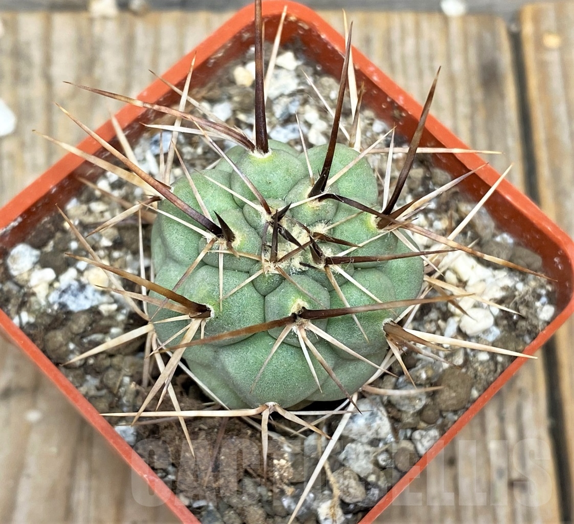 SHPR14153 Tephrocactus alexanderi - Image 2